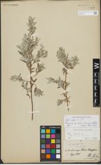 Foto von Salix repens L.